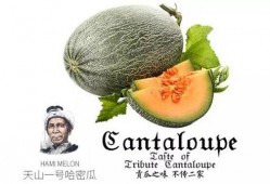 娱乐吃瓜配乐推荐,盘点热门配乐推荐