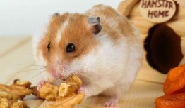 娱乐吃瓜酱仓鼠过生日,娱乐吃瓜酱仓鼠生日派对大揭秘