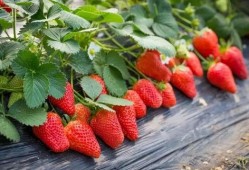 娱乐吃瓜草莓小说,娱乐圈的甜蜜瓜田