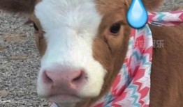 娱乐吃瓜酱素材,吃瓜酱带你领略明星幕后故事