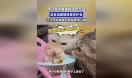 娱乐吃瓜酱鼠鼠,揭秘娱乐圈那些不为人知的幕后故事