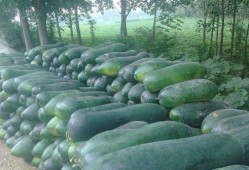 东瓜娱乐吃瓜,揭秘娱乐圈那些吃瓜背后的故事