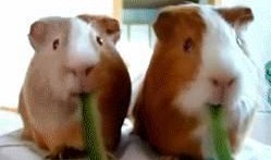 娱乐吃瓜酱鼠鼠,揭秘娱乐圈那些不为人知的幕后故事