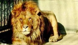 娱乐吃瓜酱狮子,揭秘娱乐圈背后的狮子故事