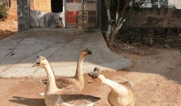 吃瓜娱乐鹅,揭秘娱乐圈背后的那些事儿