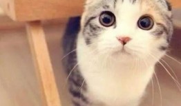 娱乐吃瓜君七七和折耳猫,娱乐圈的甜蜜邂逅