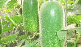 东瓜娱乐中老年吃瓜