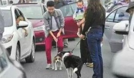 娱乐吃瓜酱遛狗小说下载